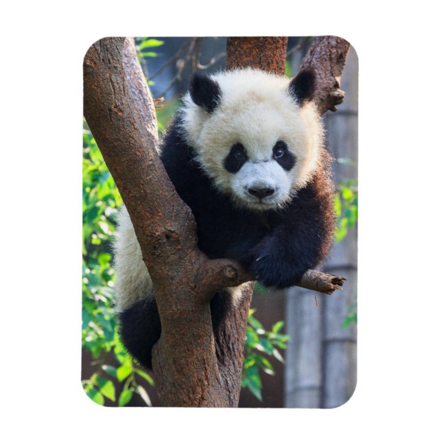 Cutest Baby djur | Giant Panda Unge Magnet (Vertikal)