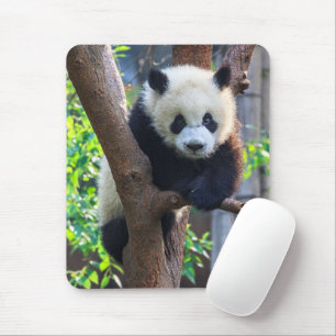 Cutest Baby djur Giant Panda Unge Musmatta