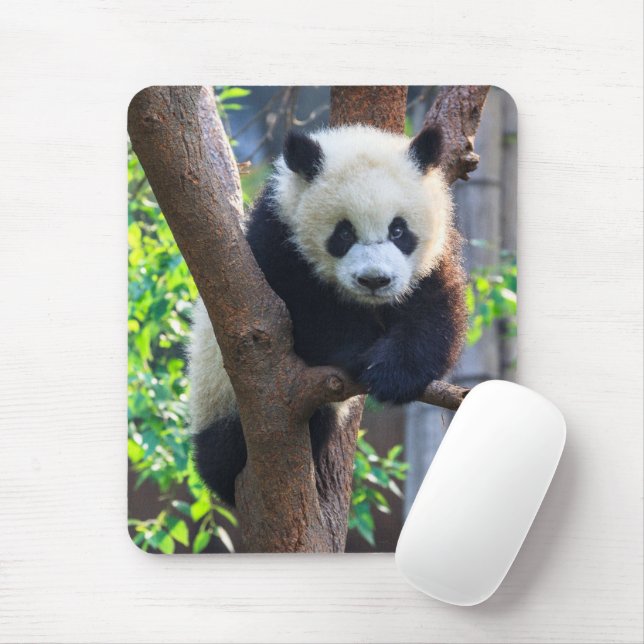 Cutest Baby djur | Giant Panda Unge Musmatta (Med mus)