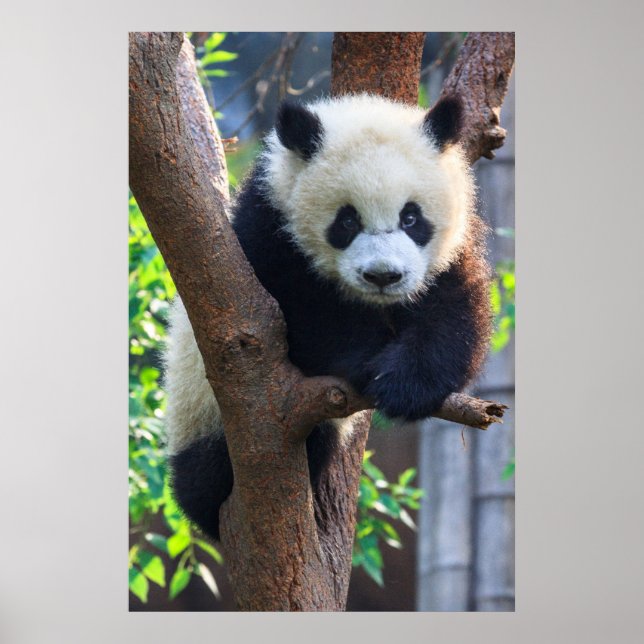 Cutest Baby djur | Giant Panda Unge Poster (Framsidan)