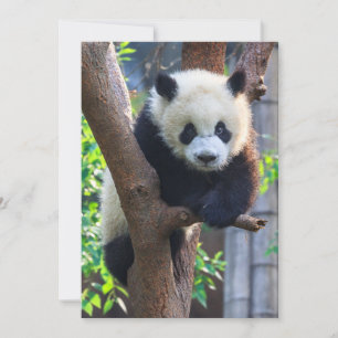 Cutest Baby djur Giant Panda Unge Tack Kort