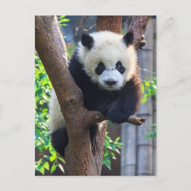 Cutest Baby djur | Giant Panda Unge Vykort (Framsida)