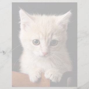 Cutest Baby djur Ginger Kitten