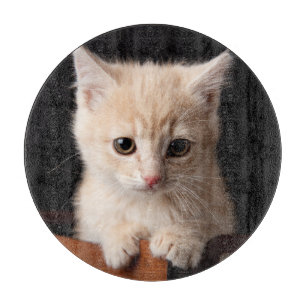 Cutest Baby djur   Ginger Kitten