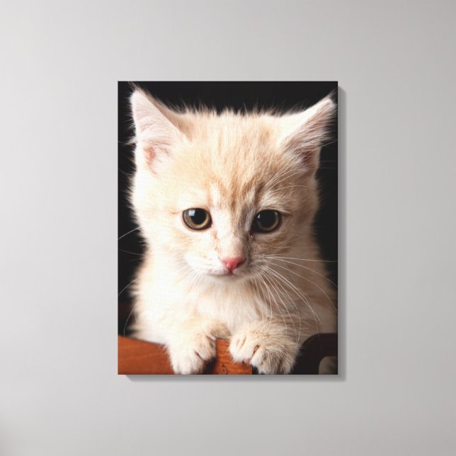 Cutest Baby djur | Ginger Kitten Canvastryck (Framsida)
