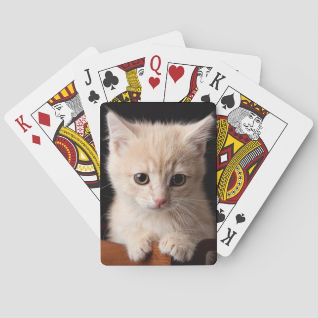 Cutest Baby djur | Ginger Kitten Casinokort (Baksidan)