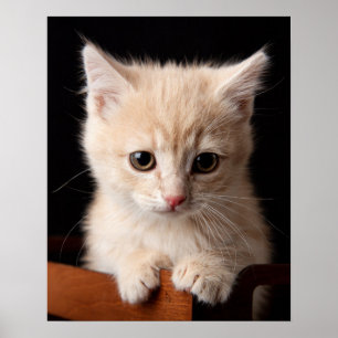 Cutest Baby djur Ginger Kitten Poster