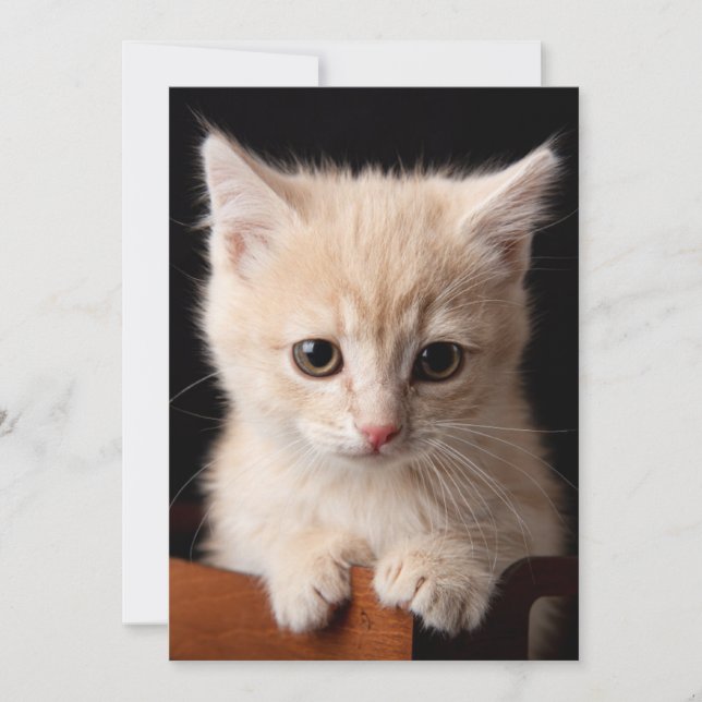 Cutest Baby djur | Ginger Kitten Tack Kort (Framsida)
