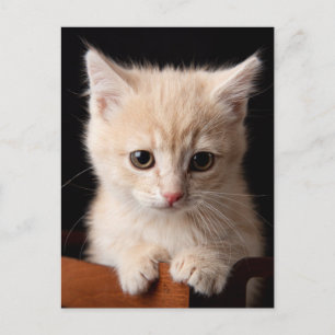 Cutest Baby djur   Ginger Kitten Vykort
