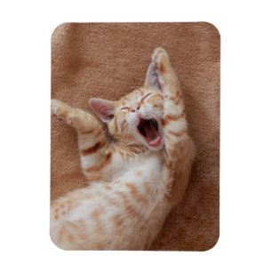 Cutest Baby djur Ginger Kitten Yawning Magnet