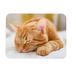 Cutest Baby djur Gingerkatt för sömnad Magnet