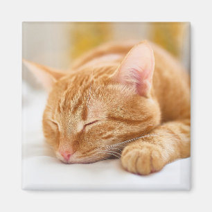 Cutest Baby djur Gingerkatt för sömnad Magnet