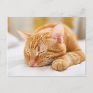 Cutest Baby djur Gingerkatt för sömnad Vykort