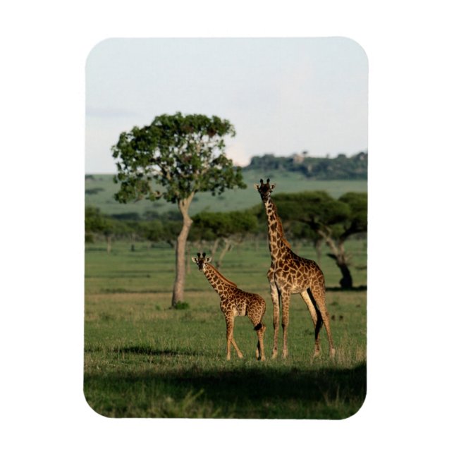 Cutest Baby djur | Giraffe Calf & Mamma Magnet (Vertikal)