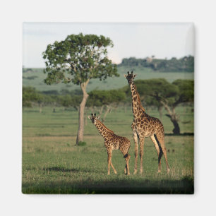 Cutest Baby djur   Giraffe Calf & Mamma Magnet