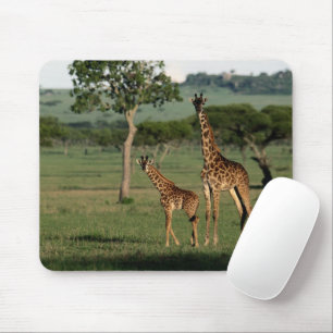 Cutest Baby djur Giraffe Calf & Mamma Musmatta
