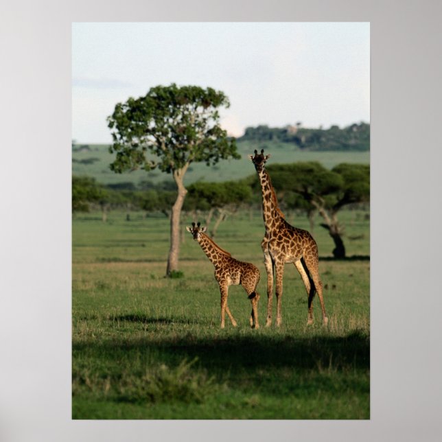 Cutest Baby djur | Giraffe Calf & Mamma Poster (Framsidan)