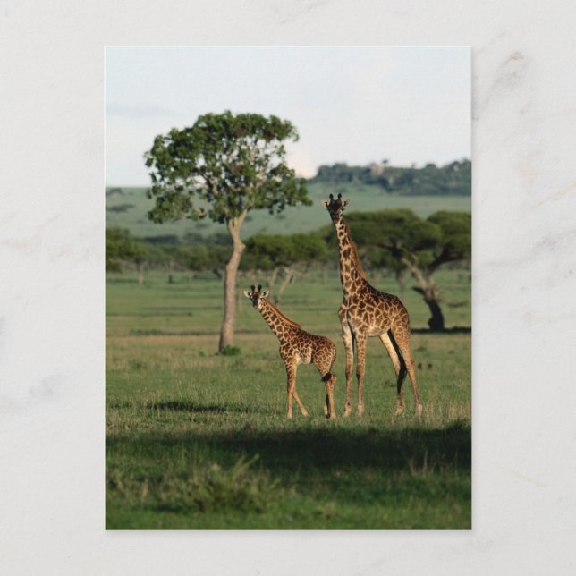 Cutest Baby djur | Giraffe Calf & Mamma Vykort (Framsida)