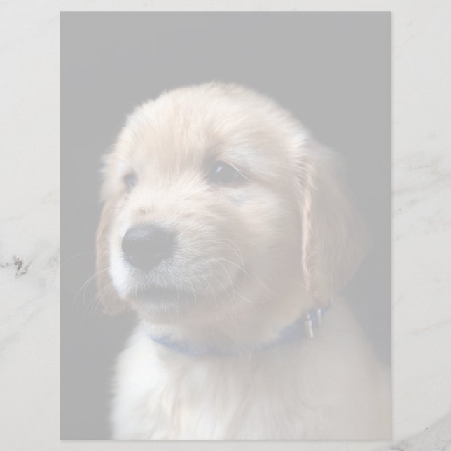 Cutest Baby djur | Golden Retriever Puppy (Framsida)