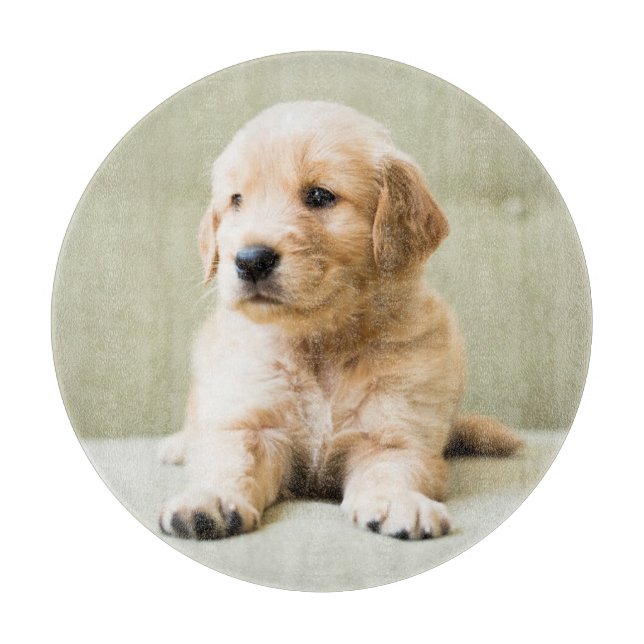 Cutest Baby djur | Golden Retriever Puppy (Framsidan)