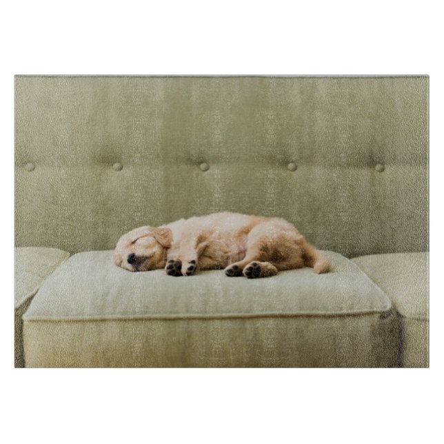 Cutest Baby djur | Golden Retriever Puppy 2 (Framsidan)