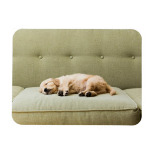 Cutest Baby djur Golden Retriever Puppy 2 Magnet