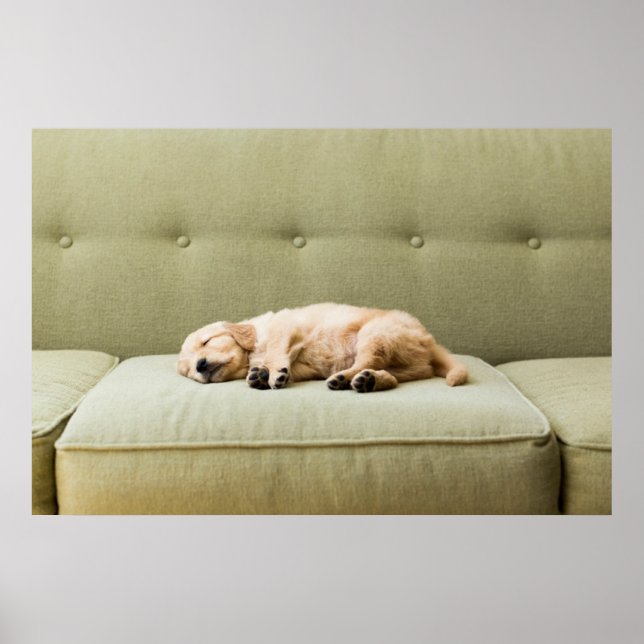 Cutest Baby djur | Golden Retriever Puppy 2 Poster (Framsidan)