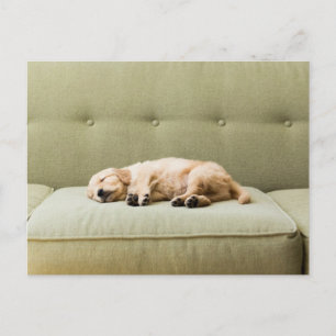 Cutest Baby djur Golden Retriever Puppy 2 Vykort