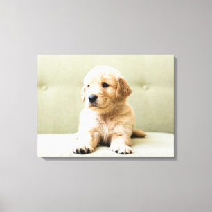 Cutest Baby djur   Golden Retriever Puppy Canvastryck