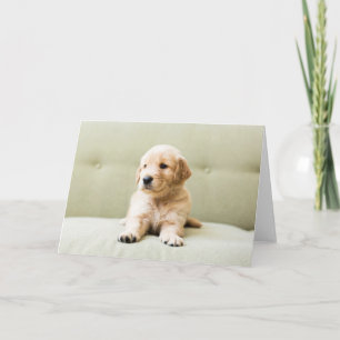 Cutest Baby djur Golden Retriever Puppy Kort