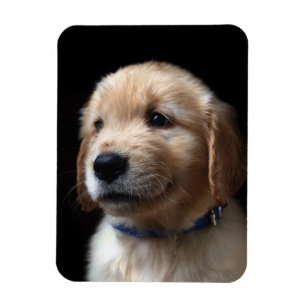 Cutest Baby djur Golden Retriever Puppy Magnet