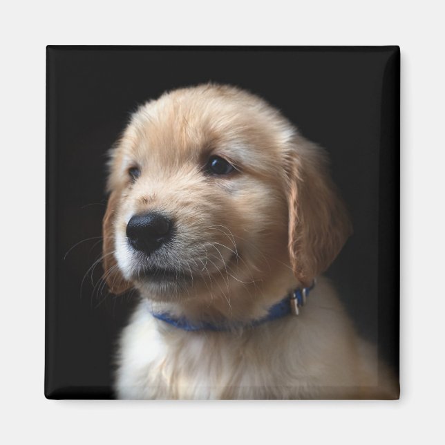 Cutest Baby djur | Golden Retriever Puppy Magnet (Framsidan)
