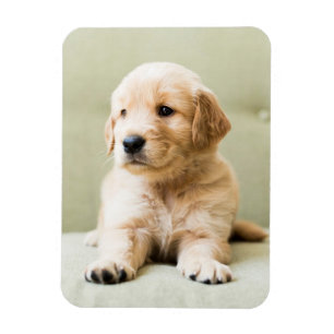 Cutest Baby djur Golden Retriever Puppy Magnet