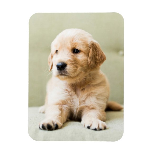 Cutest Baby djur | Golden Retriever Puppy Magnet (Vertikal)