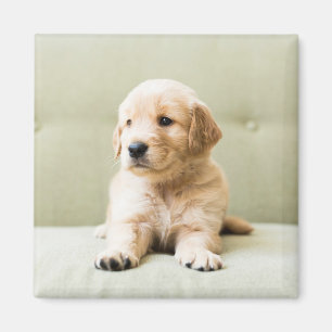 Cutest Baby djur Golden Retriever Puppy Magnet