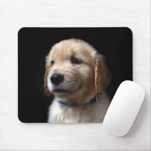 Cutest Baby djur Golden Retriever Puppy Musmatta