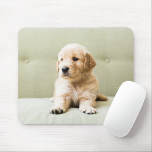 Cutest Baby djur Golden Retriever Puppy Musmatta