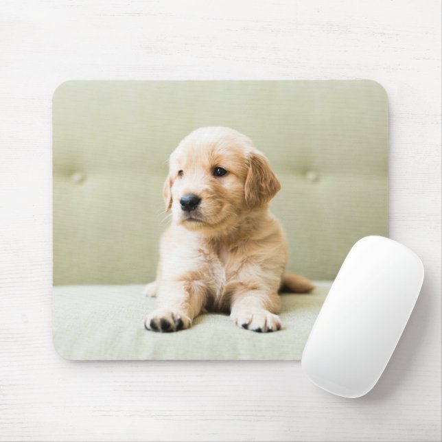 Cutest Baby djur | Golden Retriever Puppy Musmatta (Med mus)