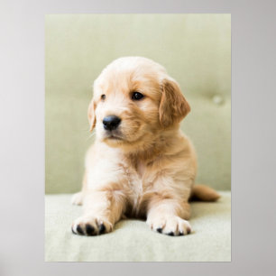 Cutest Baby djur Golden Retriever Puppy Poster