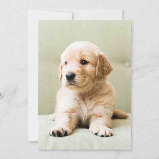 Cutest Baby djur | Golden Retriever Puppy Tack Kort (Framsida)