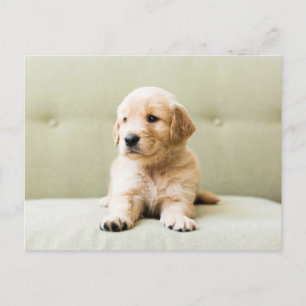 Cutest Baby djur Golden Retriever Puppy Vykort