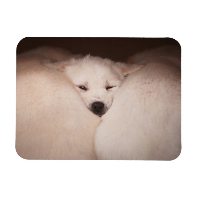 Cutest Baby djur | Golden Retriever Snuggle Magnet (Horisontell)