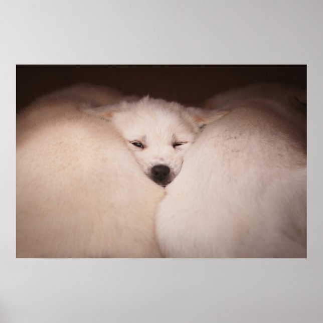 Cutest Baby djur | Golden Retriever Snuggle Poster (Framsidan)