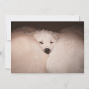 Cutest Baby djur Golden Retriever Snuggle Tack Kort