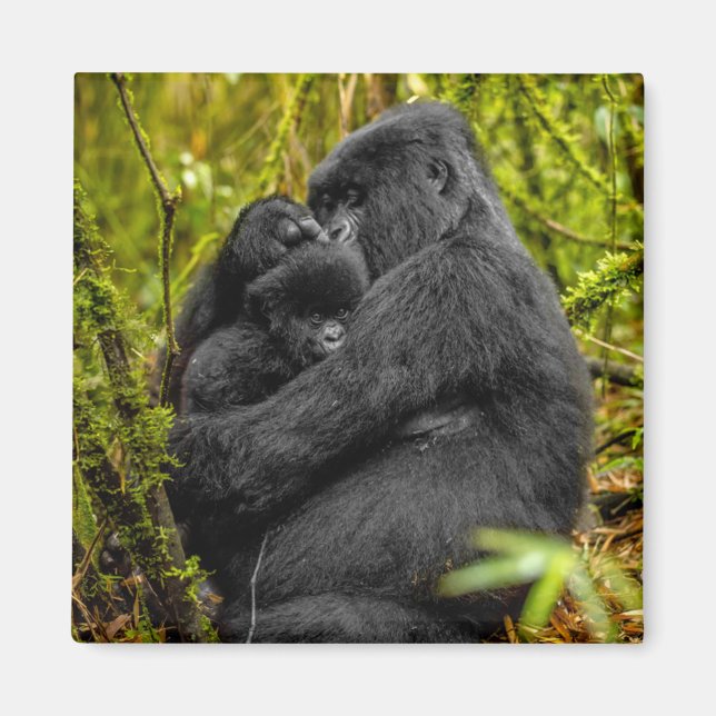 Cutest Baby djur | Gorilla & Baby Magnet (Framsidan)