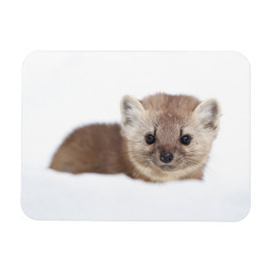 Cutest Baby djur Gräs Marten Magnet