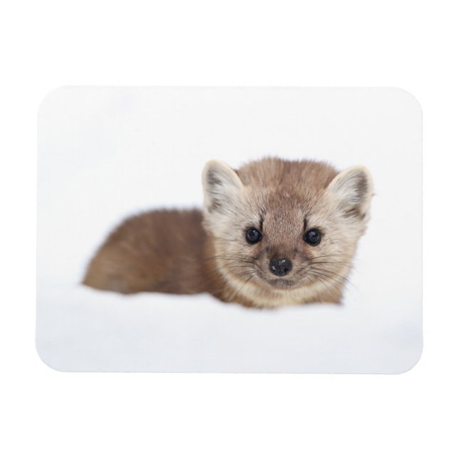 Cutest Baby djur | Gräs Marten Magnet (Horisontell)