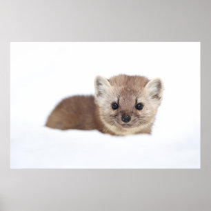 Cutest Baby djur Gräs Marten Poster