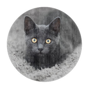 Cutest Baby djur   Grått Cat