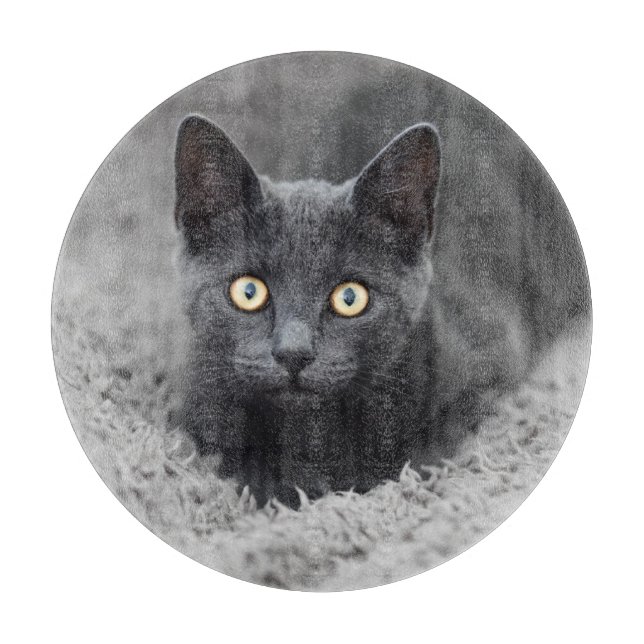 Cutest Baby djur | Grått Cat (Framsidan)